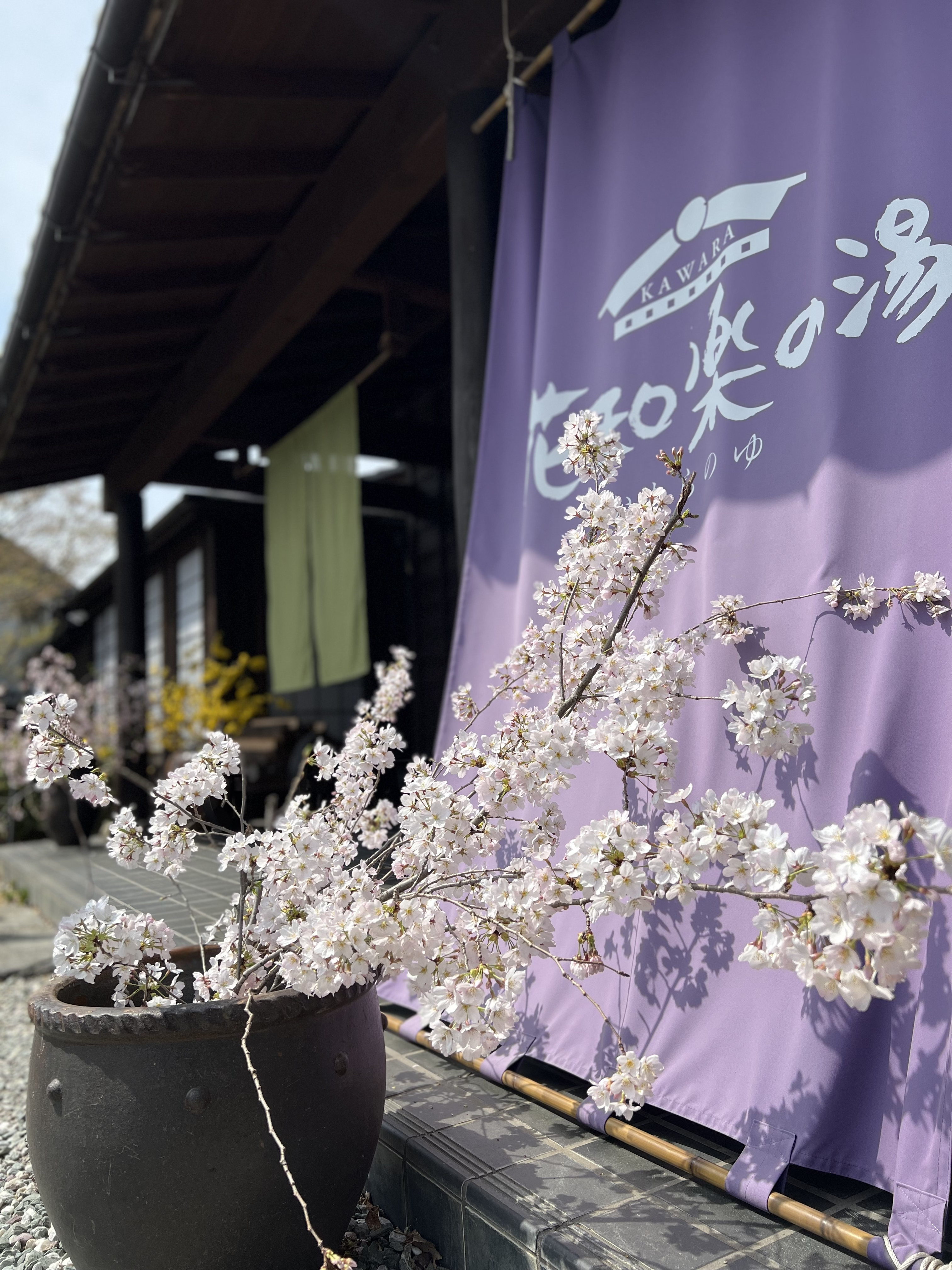 桜が満開になってます🌸4月2日はスプリングコンサート